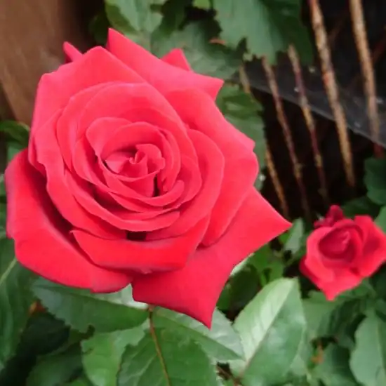 Trandafir cu parfum discret - Trandafiri - Thinking of You™ - 